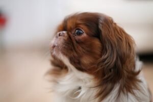 Buddy the Pekinese