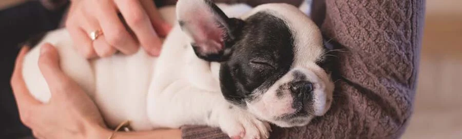 small dog in woman's hands