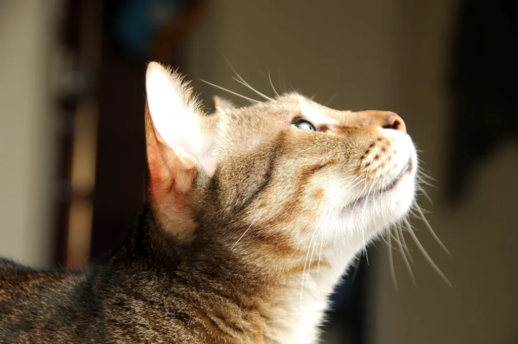 Cat looking at natural light