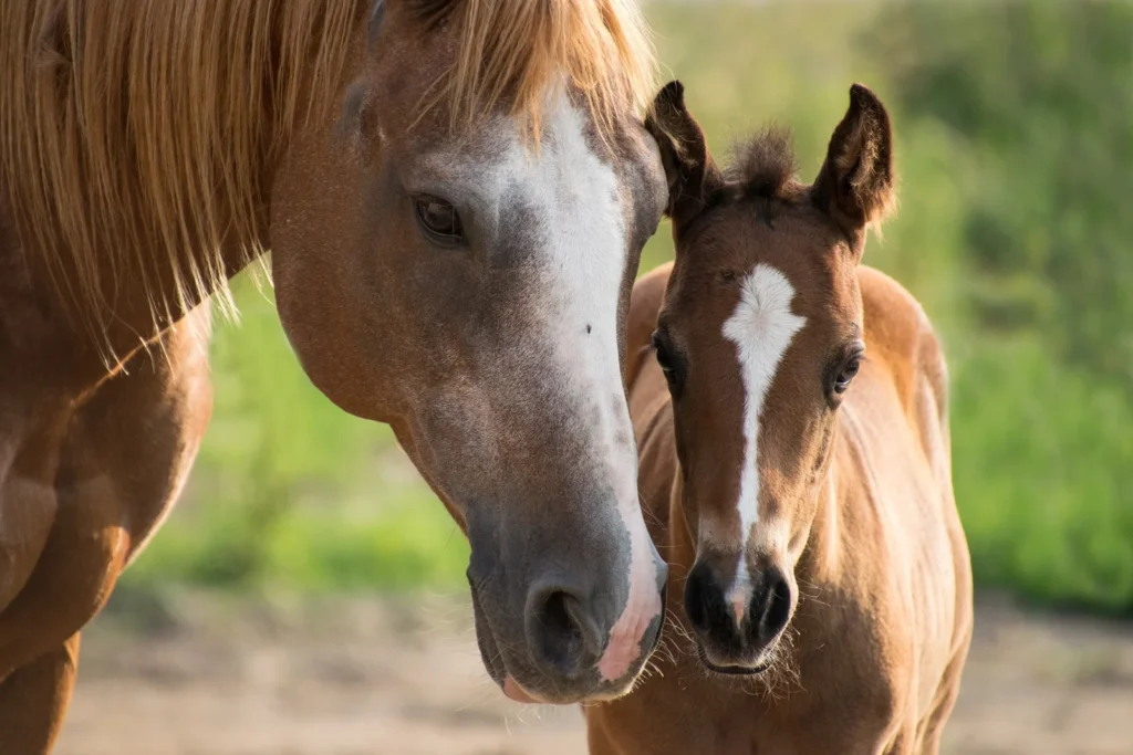 horse friendship